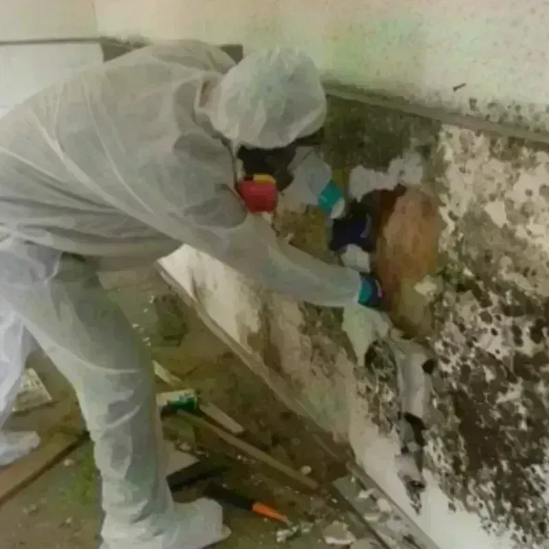 Mold Remediation and Removal in Magee, MS